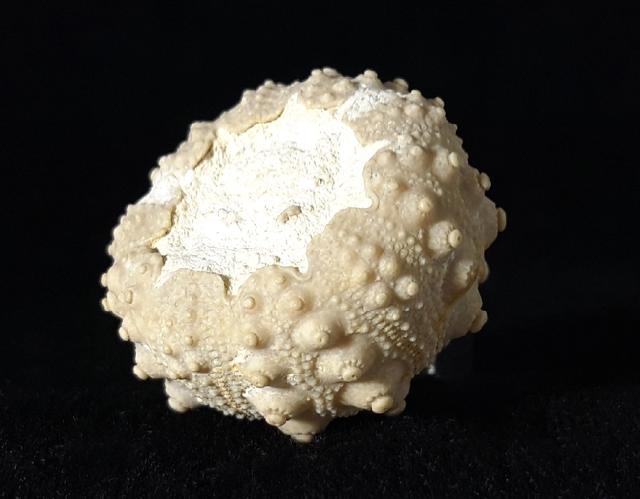 Hemicidaris intermedia (FLEMING 1828) - Bild © FossNet FossilienStore